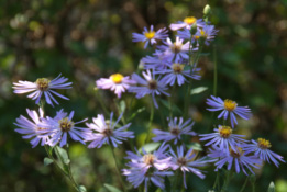 Aster 'Twilight' bestellen